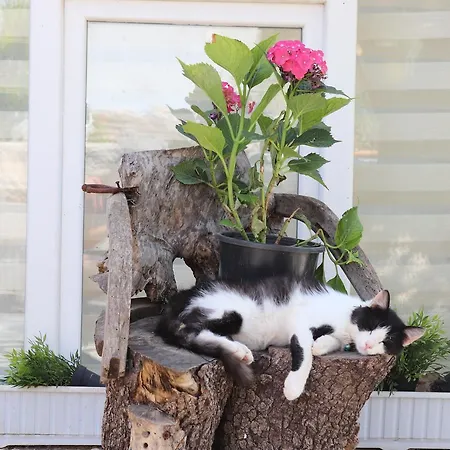 Millionswood Liebeshotel 3*